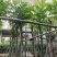 麻楝树8～15公分基地直销规格齐全欢迎老板来电咨询