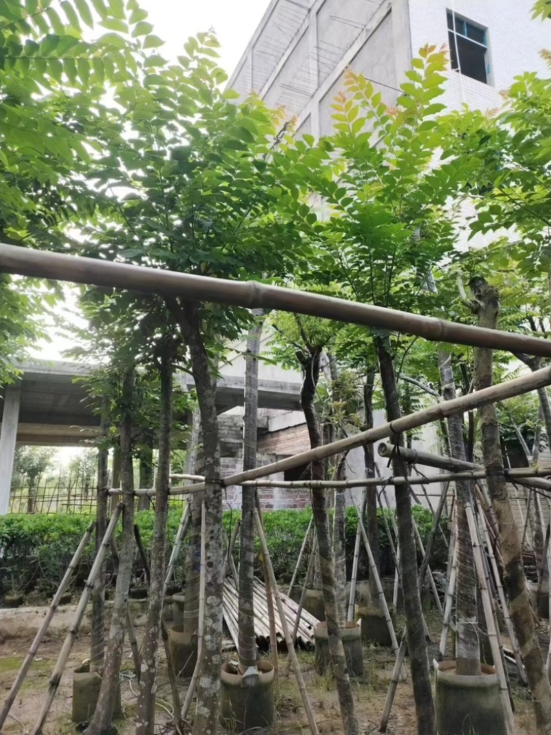 麻楝树8～15公分基地直销规格齐全欢迎老板来电咨询