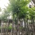 麻楝树8～15公分基地直销规格齐全欢迎老板来电咨询