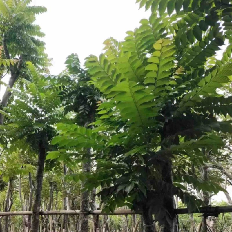 麻楝树8～15公分基地直销规格齐全欢迎老板来电咨询