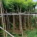 光杆火焰木5～15公分基地直销规格齐全欢迎老板来电