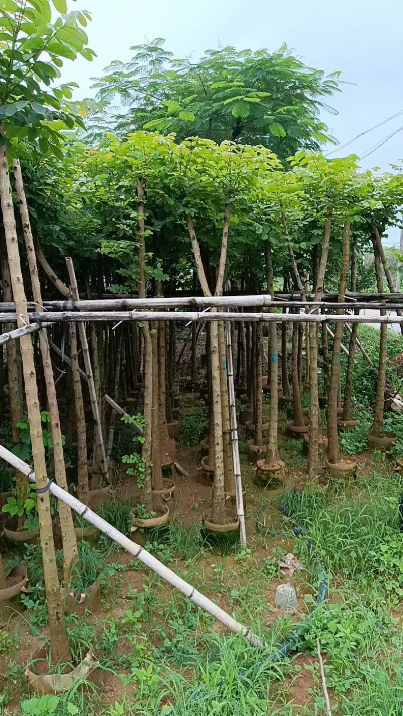 光杆火焰木5～15公分基地直销规格齐全欢迎老板来电