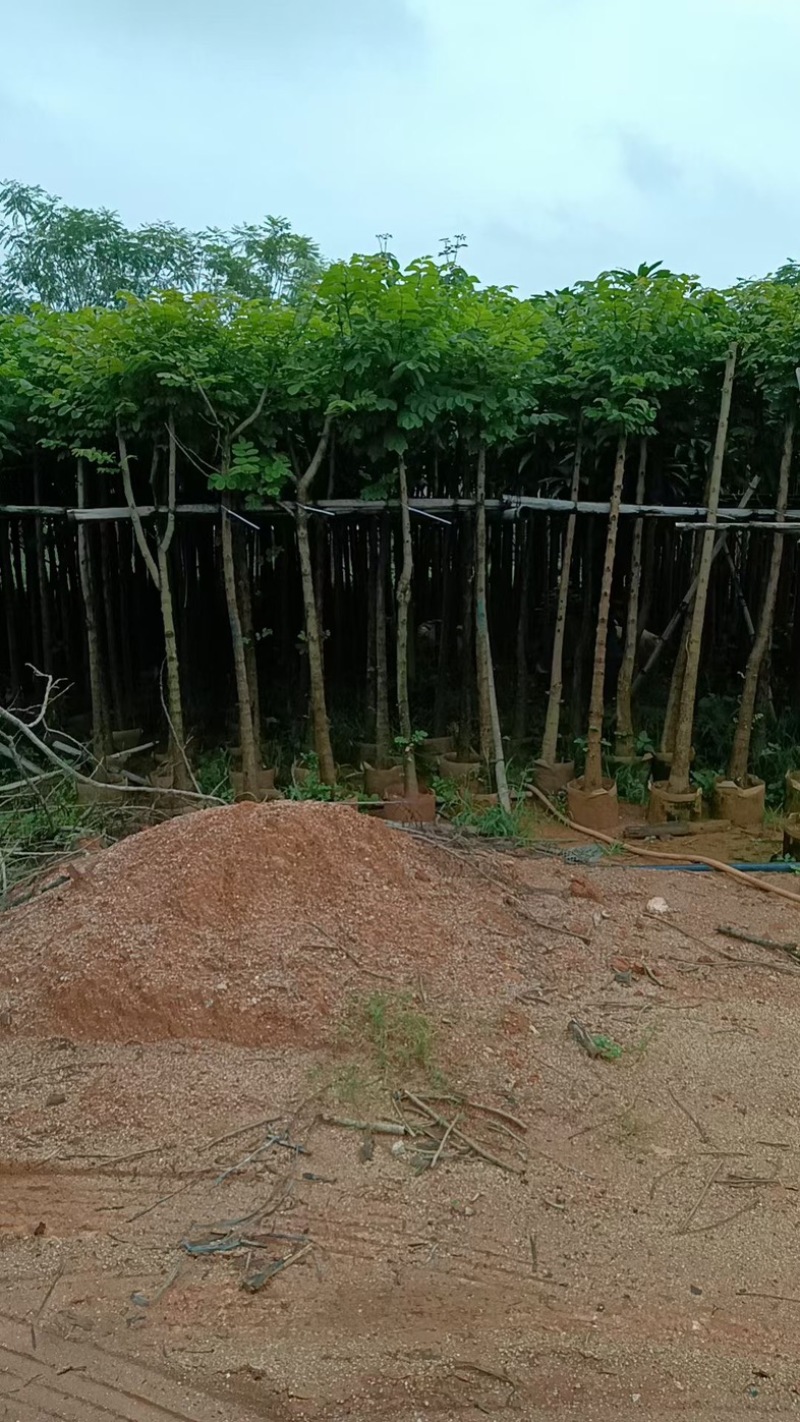 光杆火焰木5～15公分基地直销规格齐全欢迎老板来电