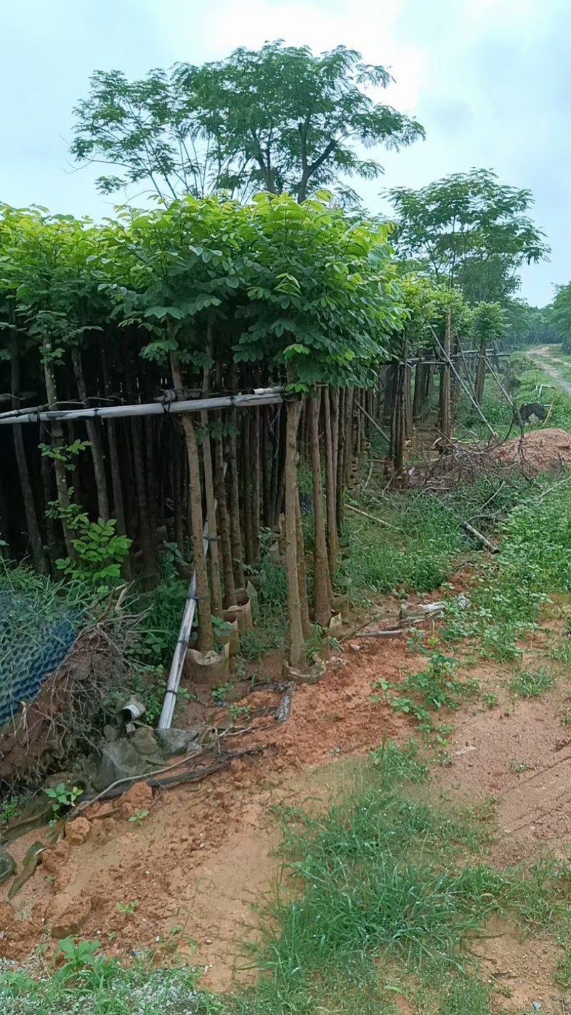 光杆火焰木5～15公分基地直销规格齐全欢迎老板来电
