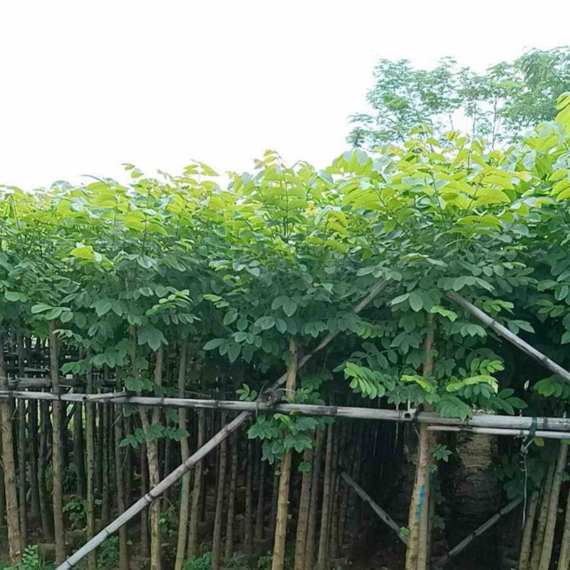 光杆火焰木5～15公分基地直销规格齐全欢迎老板来电