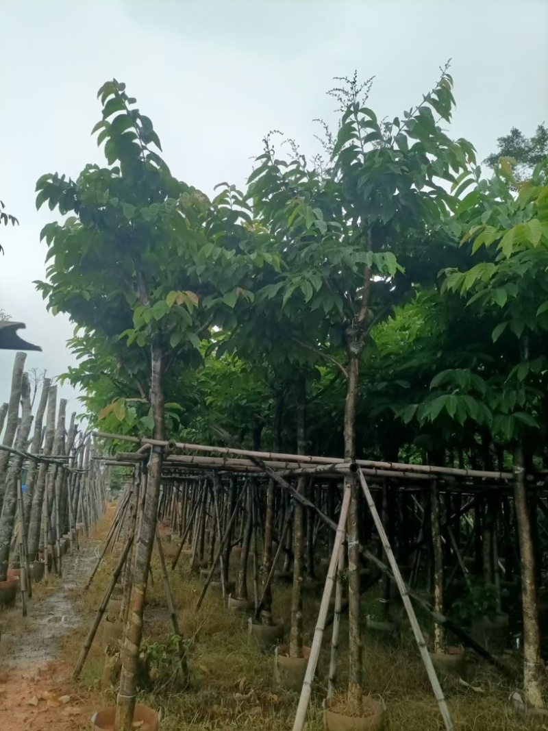 大叶紫薇7～10公分基地直销规格齐全欢迎老板来电咨询
