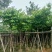 大叶紫薇7～10公分基地直销规格齐全欢迎老板来电咨询