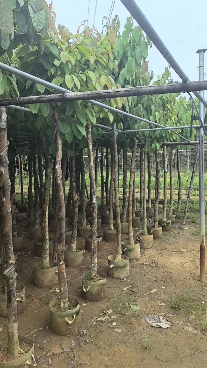 大叶紫薇5～8公分基地直销规格齐全欢迎老板来电咨询