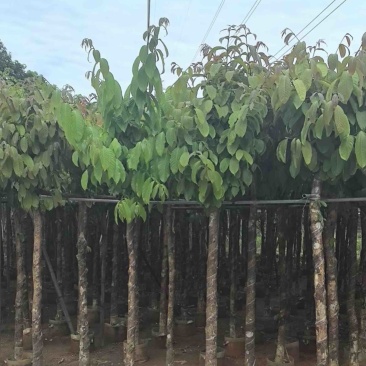 大叶紫薇5～8公分基地直销规格齐全欢迎老板来电咨询