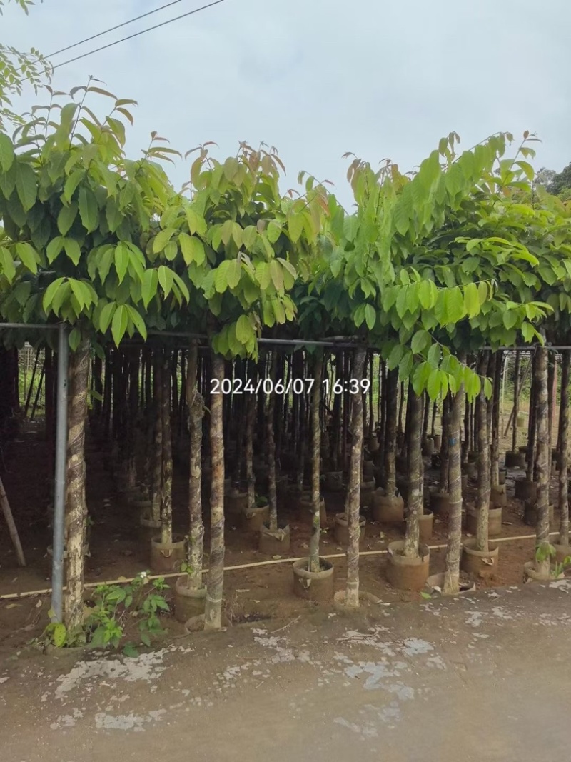 大花紫薇5～7公分基地直销基地规格齐全欢迎老板来电