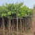 大花紫薇5～7公分基地直销基地规格齐全欢迎老板来电