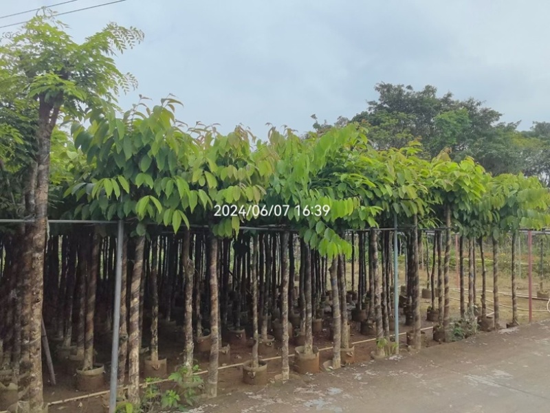 大花紫薇5～7公分基地直销基地规格齐全欢迎老板来电