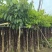大花紫薇5～7公分基地直销基地规格齐全欢迎老板来电