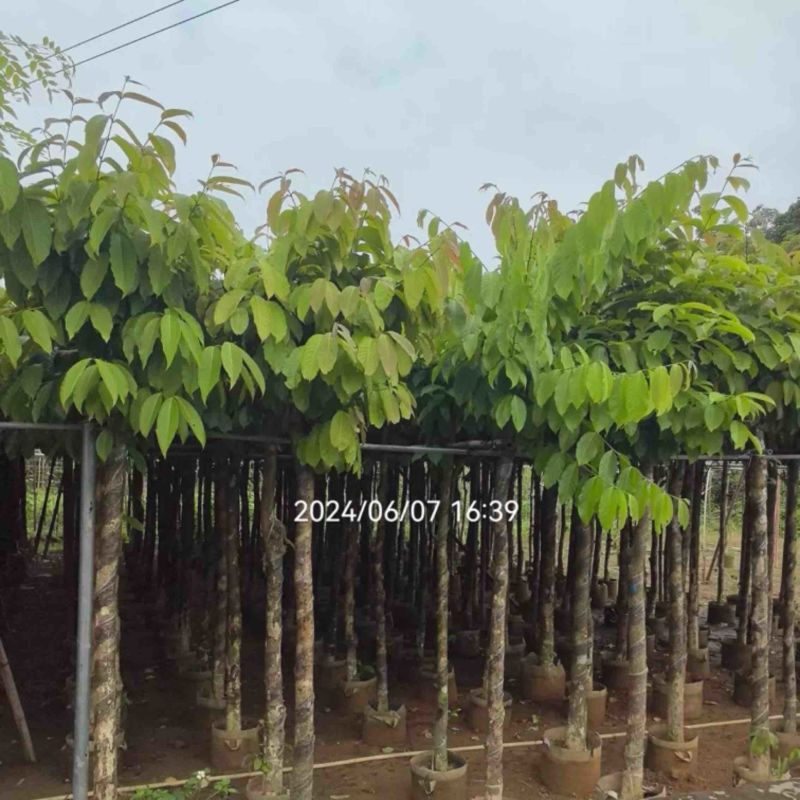 大花紫薇5～7公分基地直销基地规格齐全欢迎老板来电