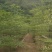 小叶榄仁树原生苗3～5公分基地直销规格齐全来电咨询