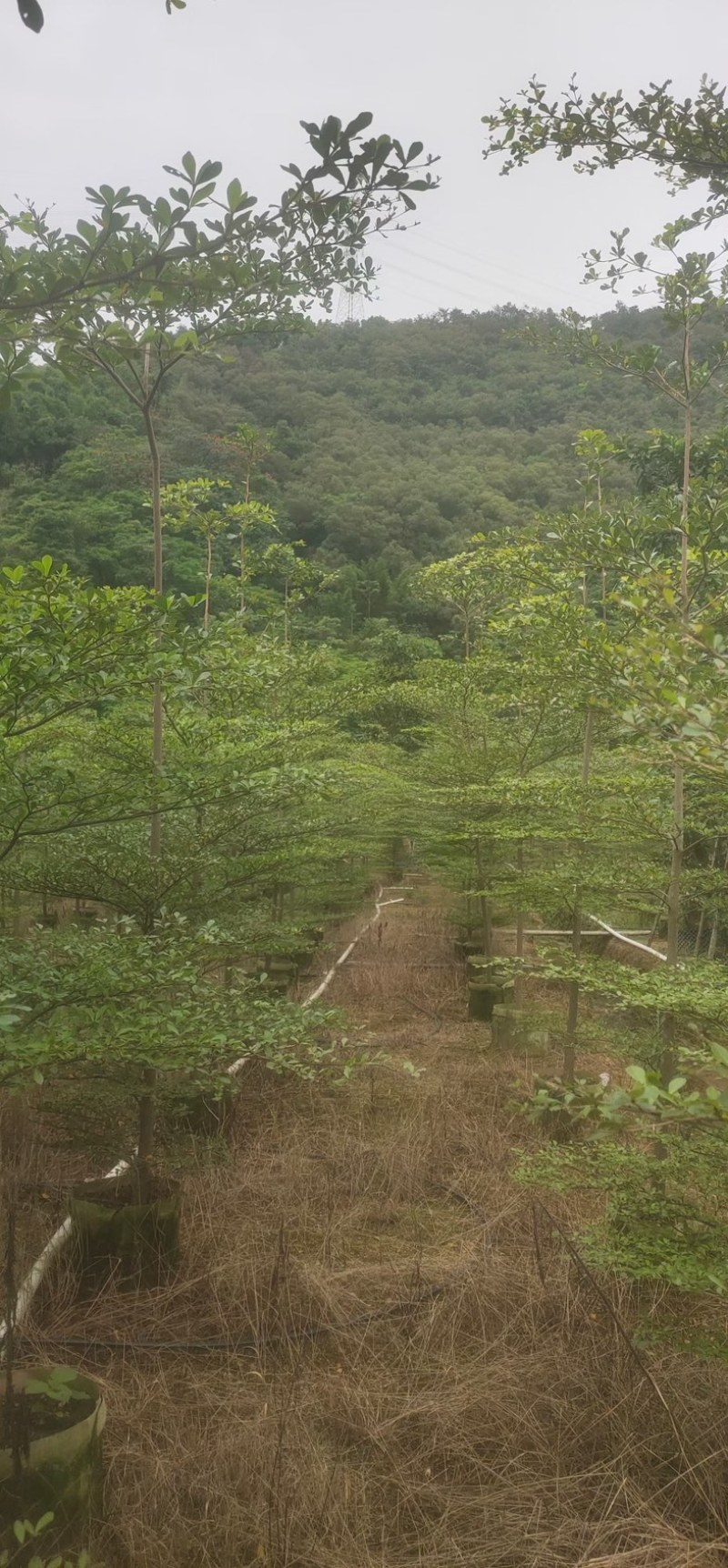 小叶榄仁树原生苗3～5公分基地直销规格齐全来电咨询