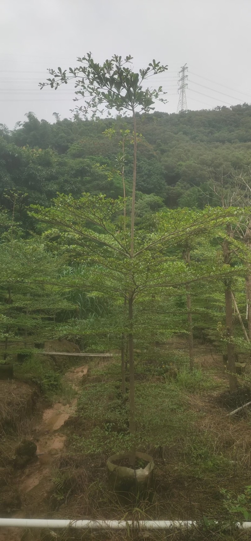 小叶榄仁树原生苗3～5公分基地直销规格齐全来电咨询