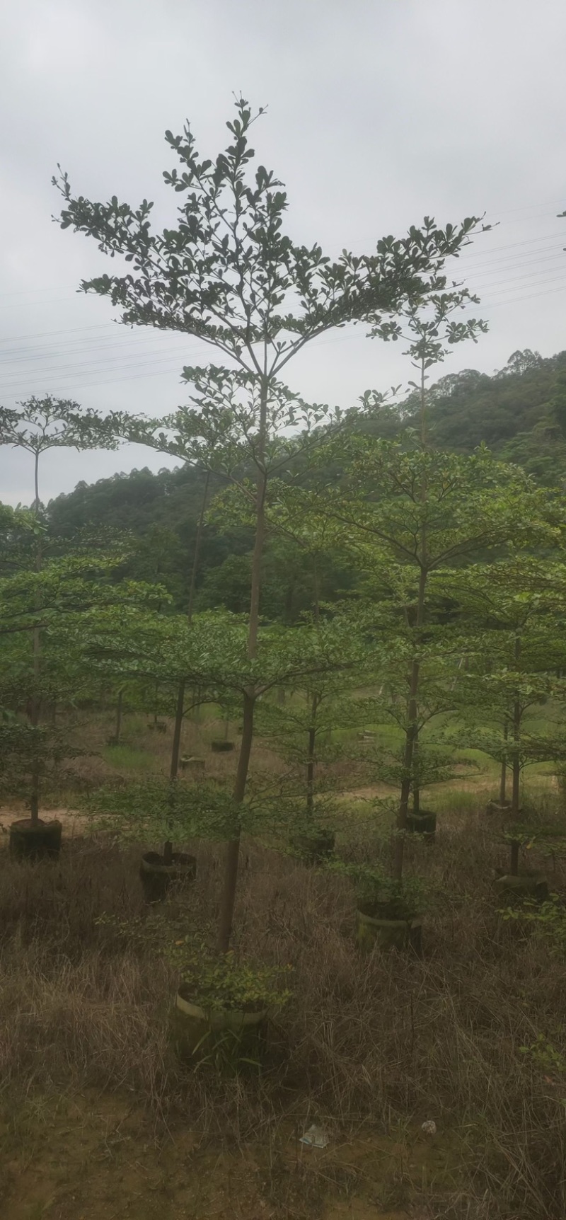 小叶榄仁树原生苗3～5公分基地直销规格齐全来电咨询