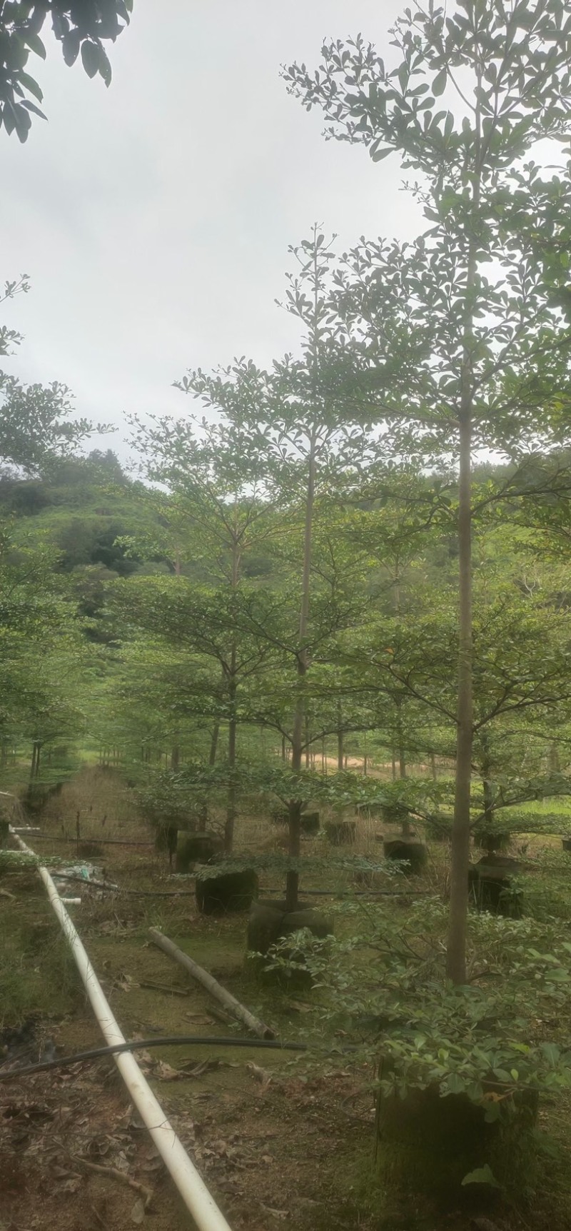 小叶榄仁树原生苗3～5公分基地直销规格齐全来电咨询