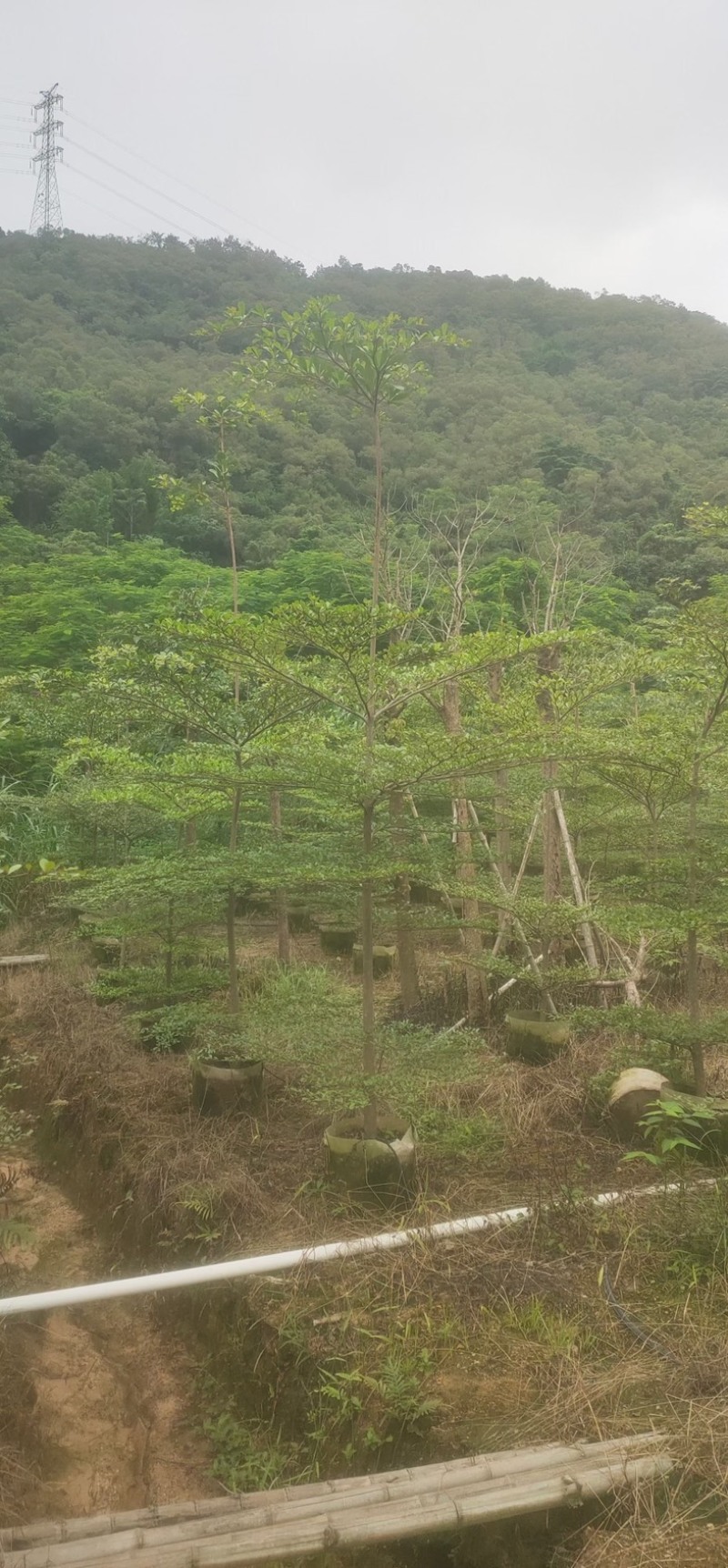 小叶榄仁树原生苗3～5公分基地直销规格齐全来电咨询