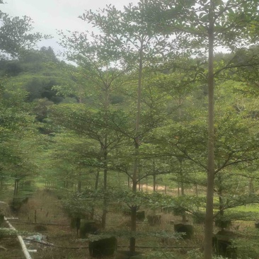 小叶榄仁树原生苗3～5公分基地直销规格齐全来电咨询