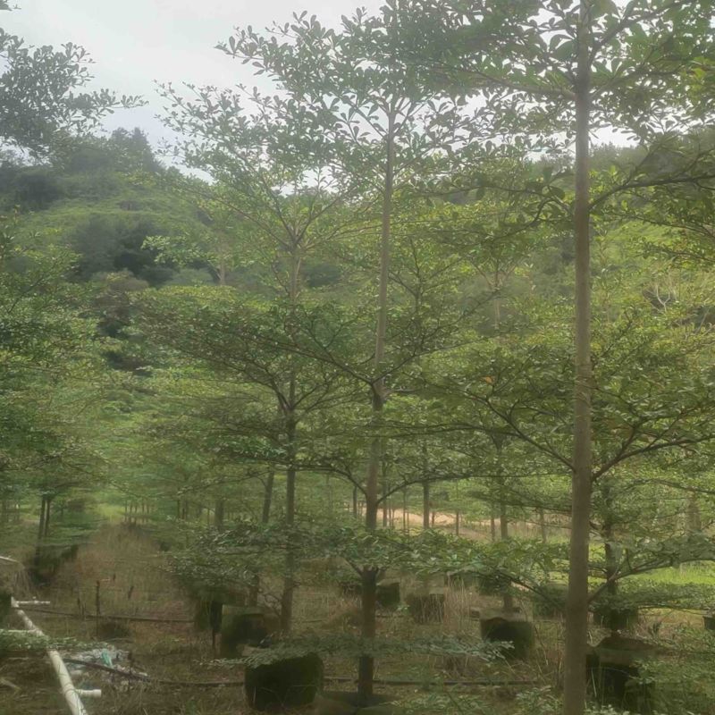 小叶榄仁树原生苗3～5公分基地直销规格齐全来电咨询