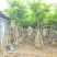骨架大叶紫薇12～15公分基地直销规格齐全来电咨询