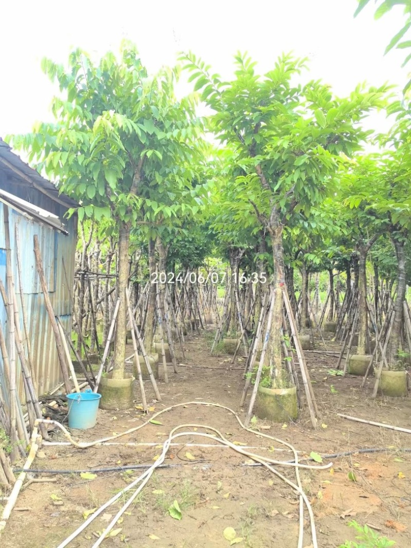 骨架大叶紫薇12～15公分基地直销规格齐全来电咨询