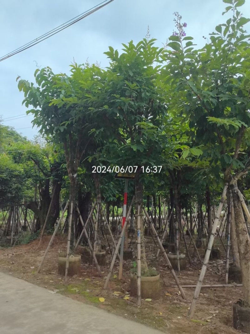 骨架大叶紫薇12～15公分基地直销规格齐全来电咨询
