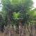 骨架大叶紫薇12～15公分基地直销规格齐全来电咨询