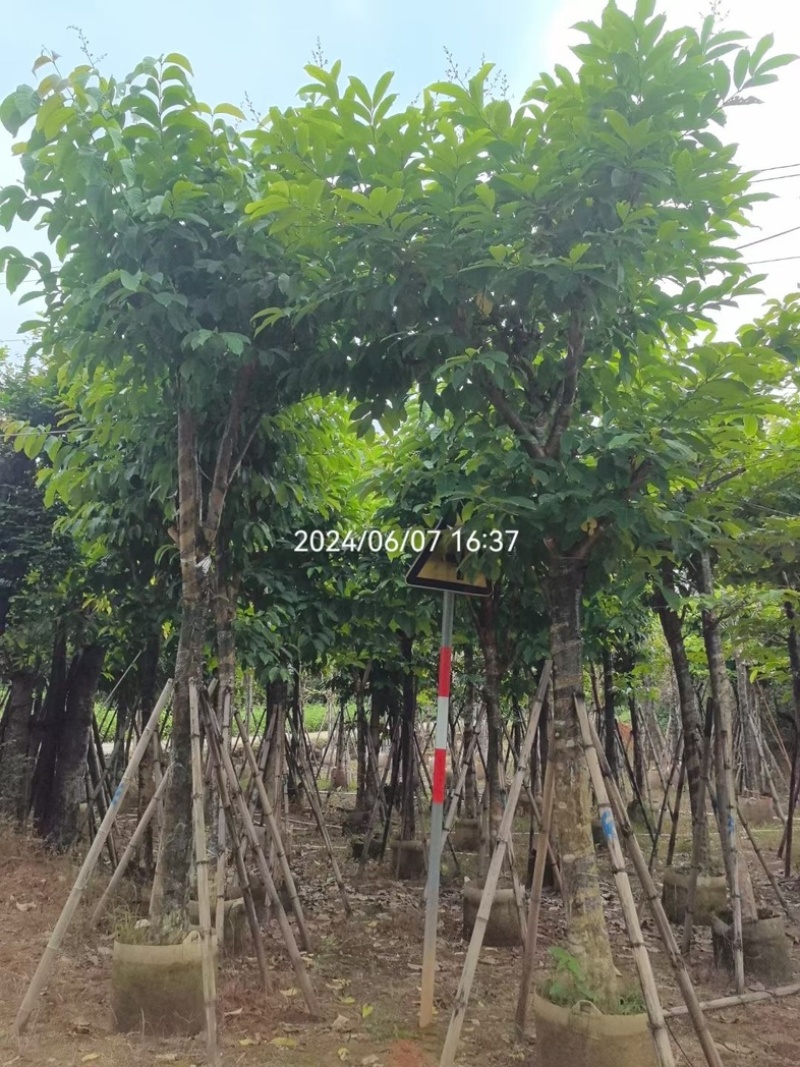 骨架大叶紫薇12～15公分基地直销规格齐全来电咨询