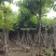 骨架大叶紫薇12～15公分基地直销规格齐全来电咨询