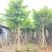 骨架大叶紫薇12～15公分基地直销规格齐全来电咨询