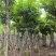 骨架大叶紫薇12～15公分基地直销规格齐全来电咨询
