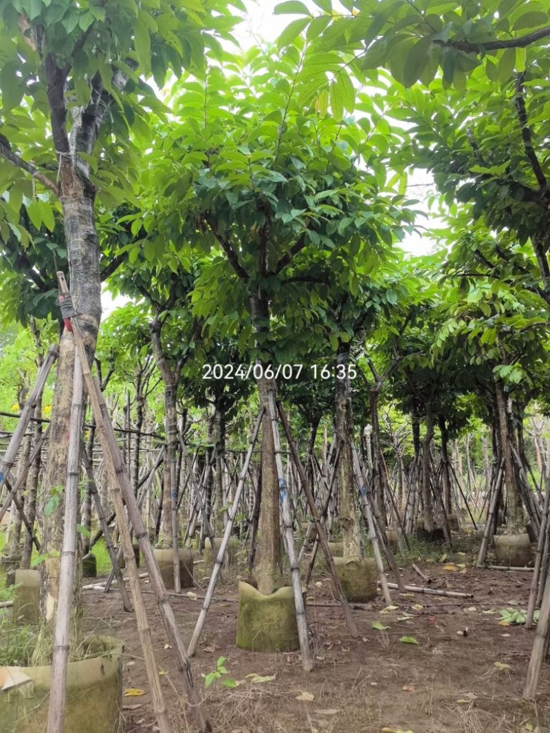 骨架大叶紫薇12～15公分基地直销规格齐全来电咨询