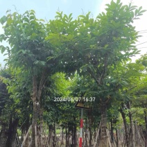 骨架大叶紫薇12～15公分基地直销规格齐全来电咨询