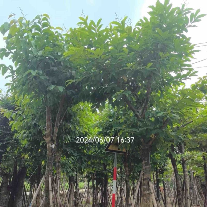 骨架大叶紫薇12～15公分基地直销规格齐全来电咨询