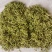 甘肃四季金银花，产地直发，量大从优，欢迎各位老板咨询