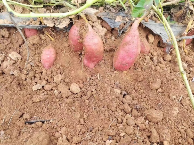 红皮