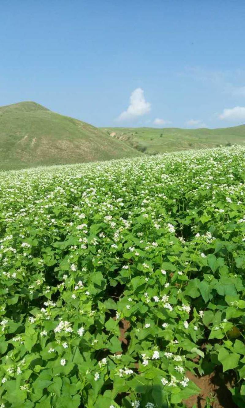 2023年内蒙赤峰荞麦蜜200斤，42℃