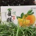 湖北秭归夏橙，农家货源颜色火红以质论价诚信经营