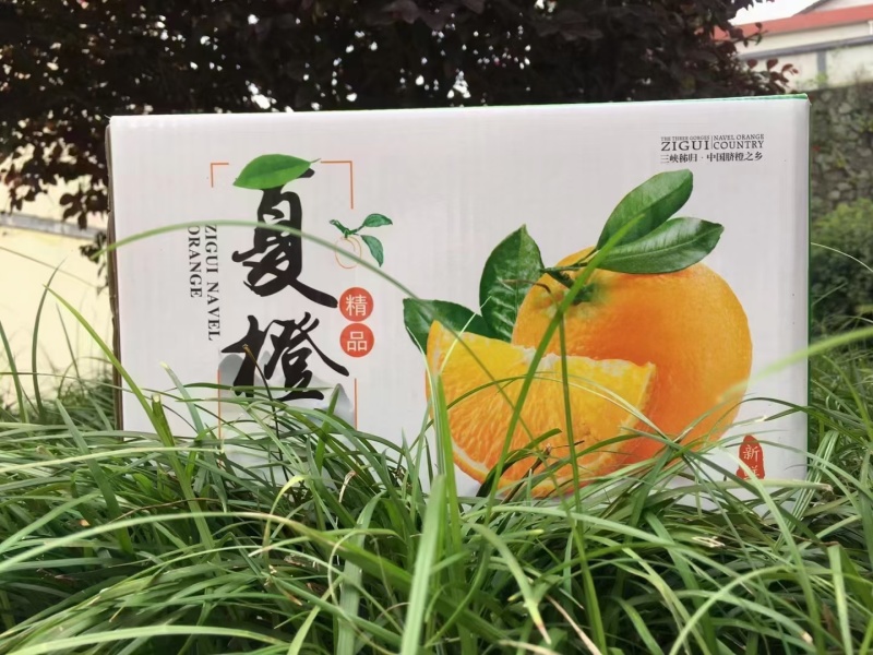 湖北秭归夏橙，农家货源颜色火红以质论价诚信经营