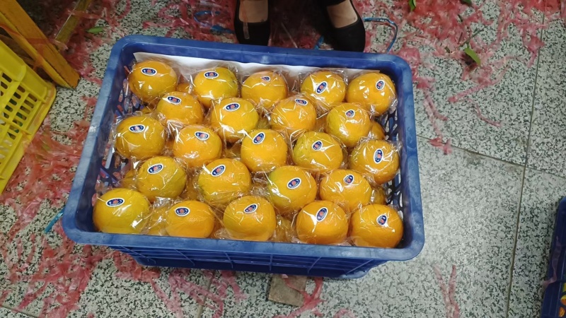 湖北秭归夏橙，农家货源颜色火红以质论价诚信经营