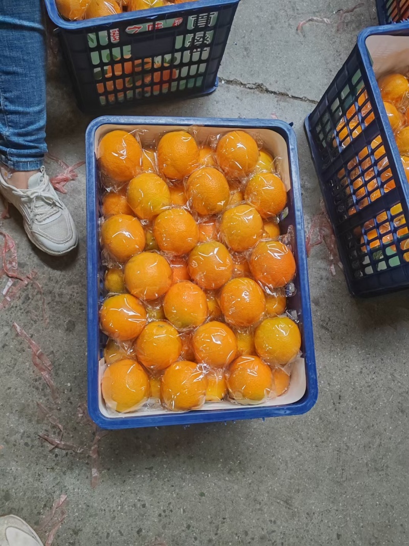 湖北秭归夏橙，农家货源颜色火红以质论价诚信经营