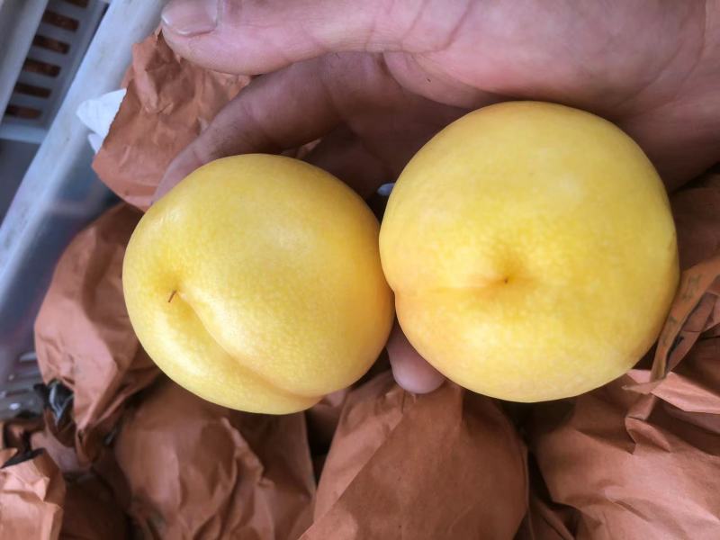 蒙阴黄油桃新鲜黄桃油桃新鲜黄油桃大量代办
