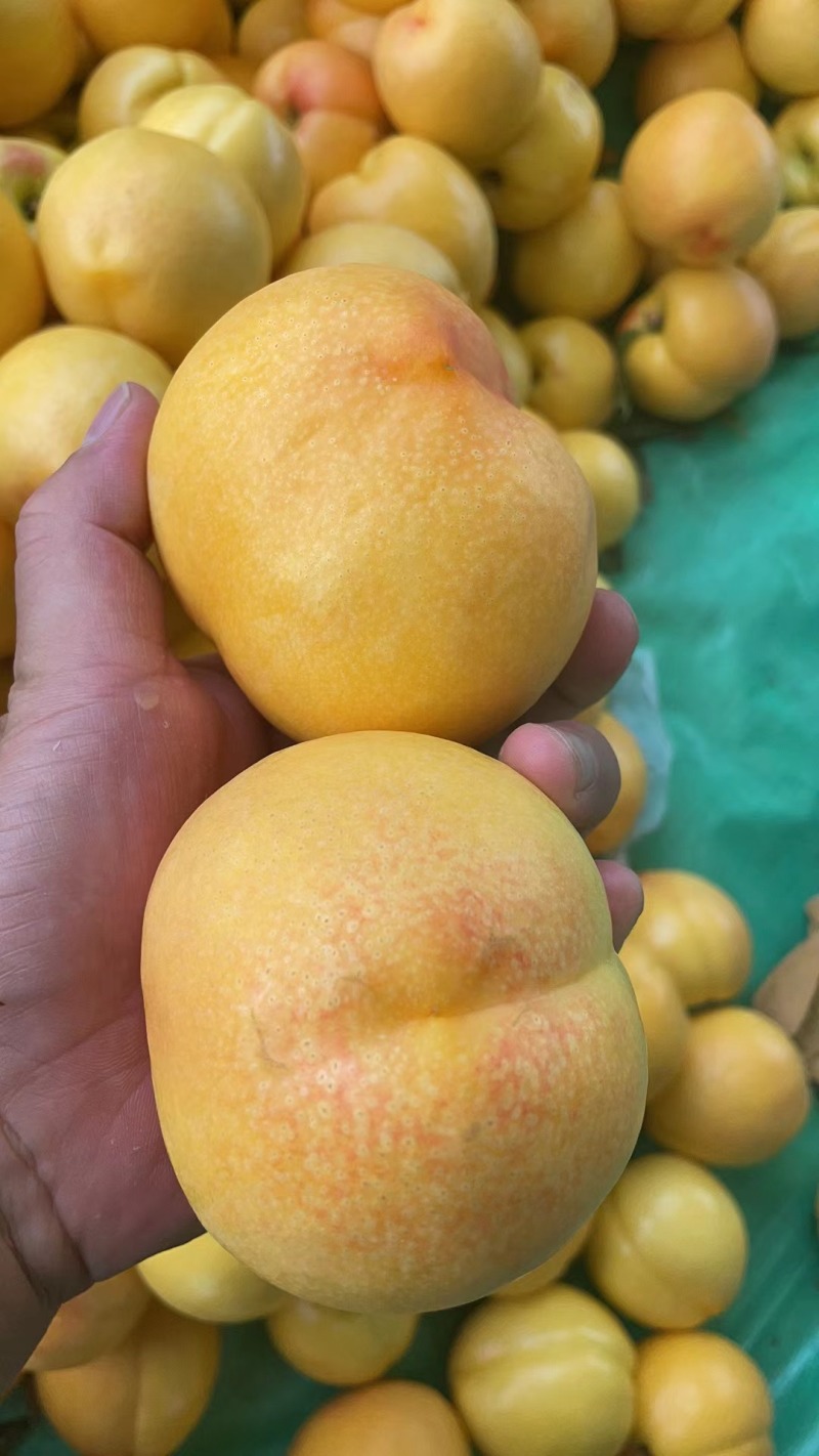 蒙阴黄油桃新鲜黄桃油桃新鲜黄油桃大量代办