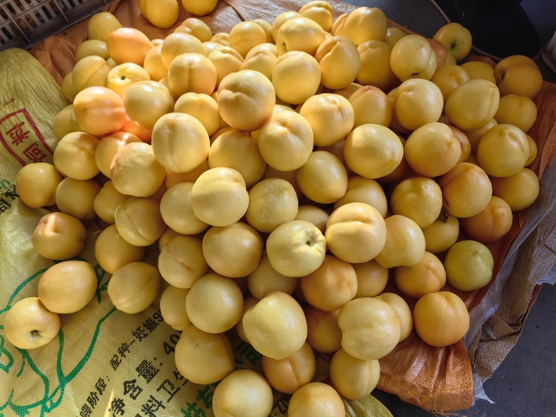 蒙阴黄油桃新鲜黄桃油桃新鲜黄油桃大量代办