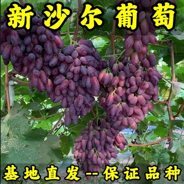 新沙尔葡萄苗基地直发耐寒新品种葡萄苗辽宁葡萄苗