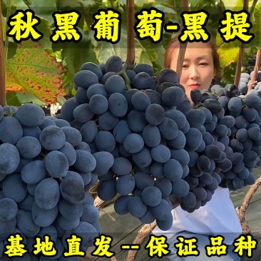 秋黑葡萄苗黑提葡萄苗基地直发保证品种新品种葡萄苗