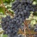 秋黑葡萄苗黑提葡萄苗基地直发保证品种新品种葡萄苗